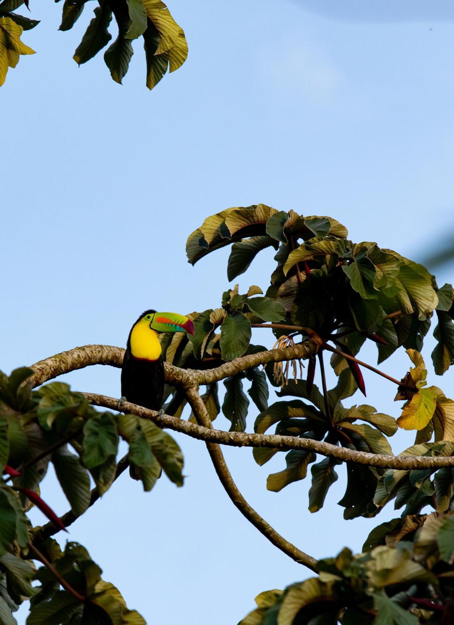 Heliconias Rainforest Lodge Bijagua Eksteriør billede
