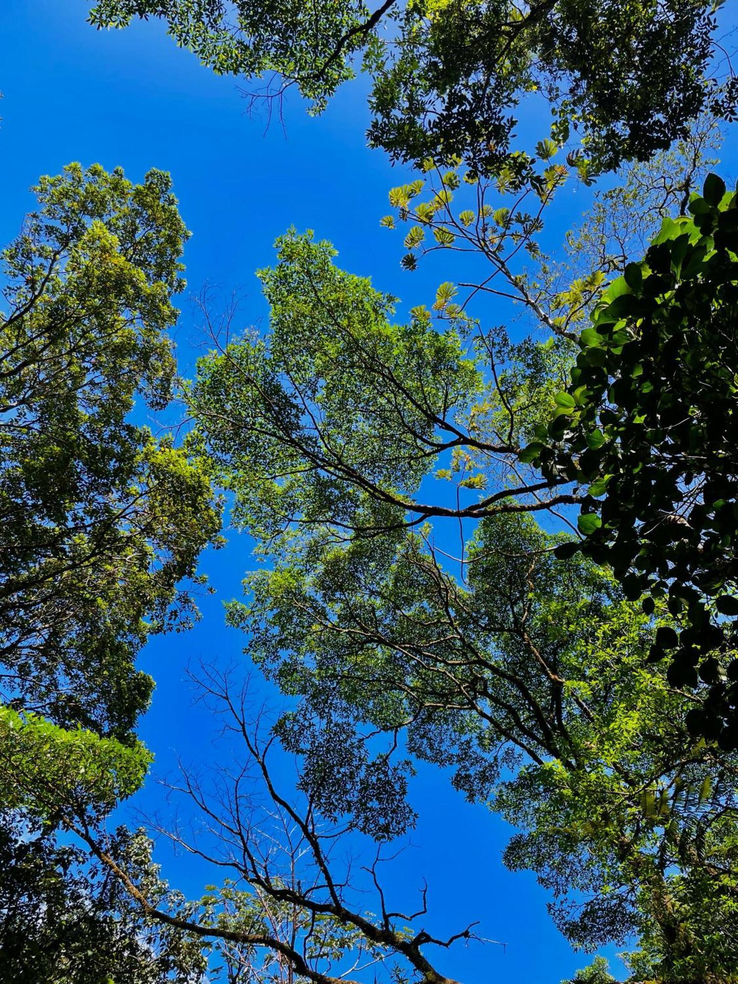 Heliconias Rainforest Lodge Bijagua Eksteriør billede