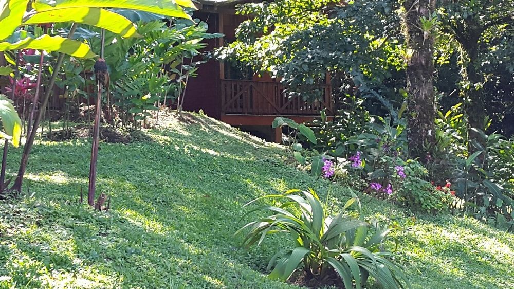 Heliconias Rainforest Lodge Bijagua Eksteriør billede